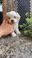 Sawyer, a male Mal Shi for sale in Greenwood, WI – 1 of 6