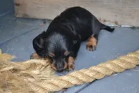 Tucker, a male Dachshund for sale in Withee, WI – 3 of 6