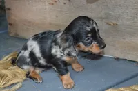 Talia, a female Dachshund for sale in Withee, WI – 4 of 5