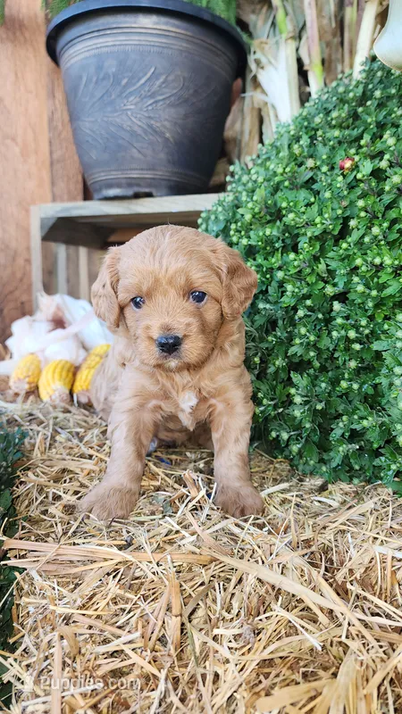 Ruby – Cavapoo puppy for sale in Withee, WI