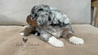 Decker, a male Miniature Aussiedoodle for sale in Colorado Springs, CO – 2 of 6