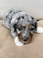 Decker, a male Miniature Aussiedoodle for sale in Colorado Springs, CO – 4 of 6