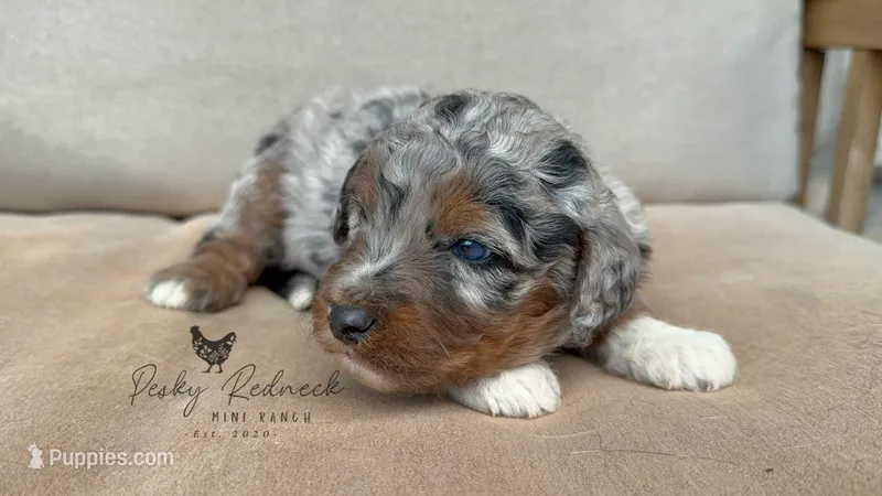 Decker – Miniature Aussiedoodle puppy for sale in Colorado Springs, CO