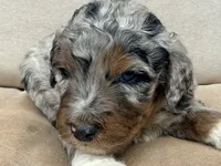 Decker, a male Miniature Aussiedoodle for sale in Colorado Springs, CO – 5 of 6