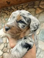 Decker, a male Miniature Aussiedoodle for sale in Colorado Springs, CO – 3 of 6