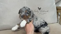 Decker, a male Miniature Aussiedoodle for sale in Colorado Springs, CO – 6 of 6