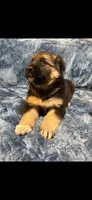 Mr. Man, a male German Shepherd Dog for sale in Paducah, KY – 3 of 4
