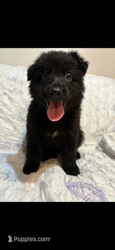 Wilber  – German Shepherd Dog puppy for sale in Paducah, KY