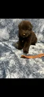 Wilber , a male German Shepherd Dog for sale in Paducah, KY – 4 of 7