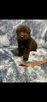 Wilber , a male German Shepherd Dog for sale in Paducah, KY – 2 of 7