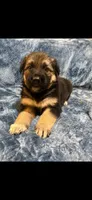 Mr. Man, a male German Shepherd Dog for sale in Paducah, KY – 2 of 4