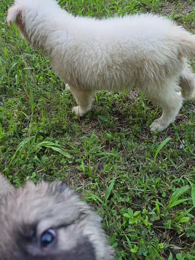 Lovie, a female German Shepherd Dog for sale in Paducah, KY – 4 of 4