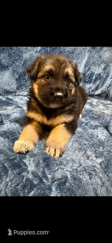 Mr. Man – German Shepherd Dog puppy for sale in Paducah, KY