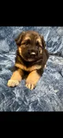 Mr. Man, a male German Shepherd Dog for sale in Paducah, KY – 1 of 4