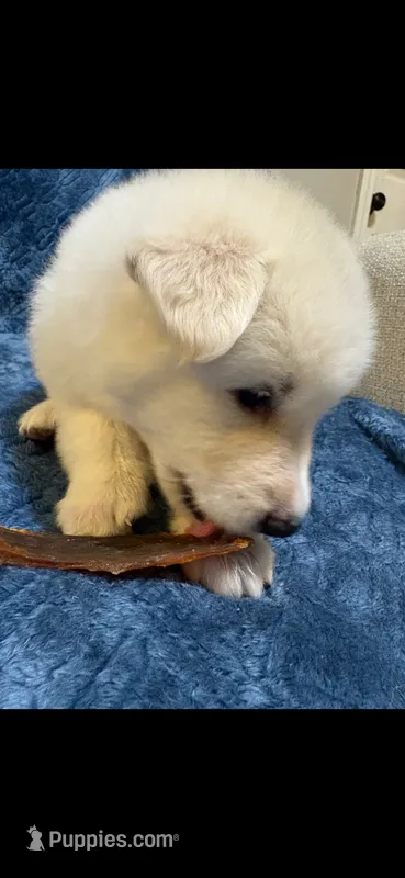 Lovie – German Shepherd Dog puppy for sale in Paducah, KY