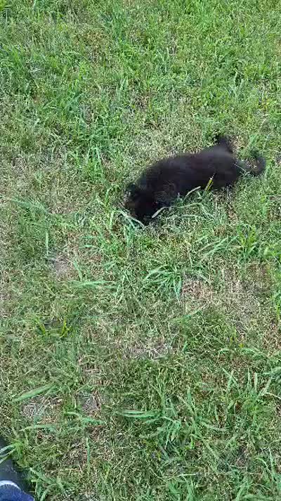 Wilber , a male German Shepherd Dog for sale in Paducah, KY – 7 of 7