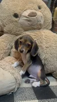 Buck, a male Beagle for sale in Dothan, AL – 2 of 7