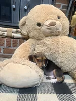 Buck, a male Beagle for sale in Dothan, AL – 5 of 7