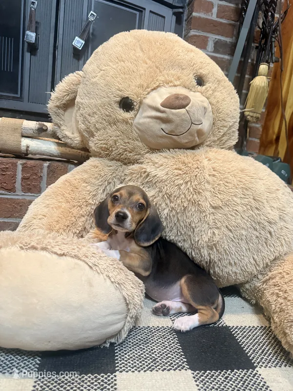 Buck – Beagle puppy for sale in Dothan, AL