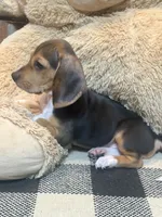 Riggs, a male Beagle for sale in Dothan, AL – 2 of 4
