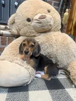 Riggs, a male Beagle for sale in Dothan, AL – 4 of 4