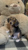 Buck, a male Beagle for sale in Dothan, AL – 3 of 7