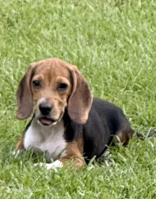 Bowser – Beagle puppy for sale in Dothan, AL