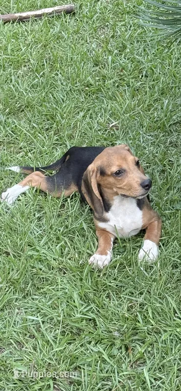 Riggs – Beagle puppy for sale in Dothan, AL