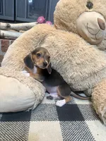 Buck, a male Beagle for sale in Dothan, AL – 4 of 7