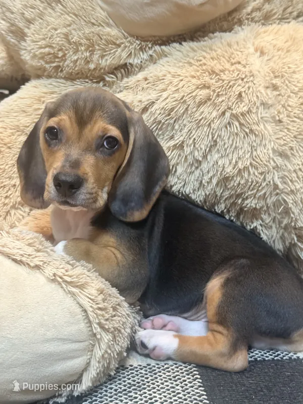 Riggs – Beagle puppy for sale in Dothan, AL