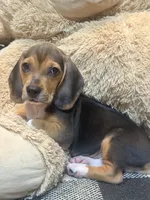 Riggs, a male Beagle for sale in Dothan, AL – 1 of 4