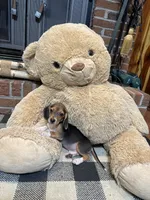 Buck, a male Beagle for sale in Dothan, AL – 7 of 7