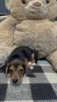 Bowser, a male Beagle Harrier for sale in Dothan, AL – 2 of 2