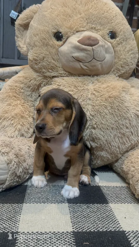 Bowser – Beagle Harrier puppy for sale in Dothan, AL