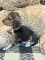 Riggs, a male Beagle for sale in Dothan, AL – 3 of 4
