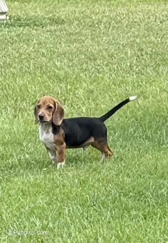Buck – Beagle puppy for sale in Dothan, AL