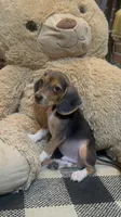 Buck, a male Beagle for sale in Dothan, AL – 6 of 7