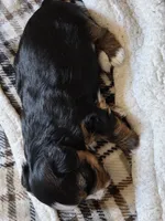 Girlie Pup, a female Yorkshire Terrier for sale in Atwater, CA – 4 of 4