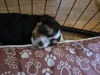 Girlie Pup, a female Yorkshire Terrier for sale in Atwater, CA – 2 of 4