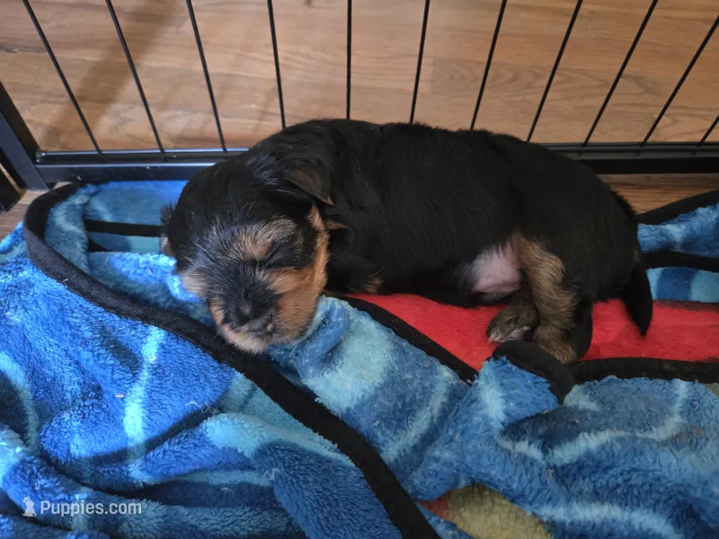 Boy Pup – Yorkshire Terrier puppy for sale in Atwater, CA