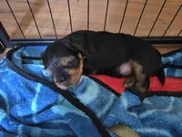 Boy Pup, a male Yorkshire Terrier for sale in Atwater, CA – 1 of 1