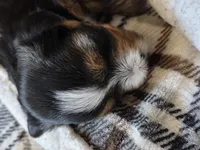 Girlie Pup, a female Yorkshire Terrier for sale in Atwater, CA – 3 of 4