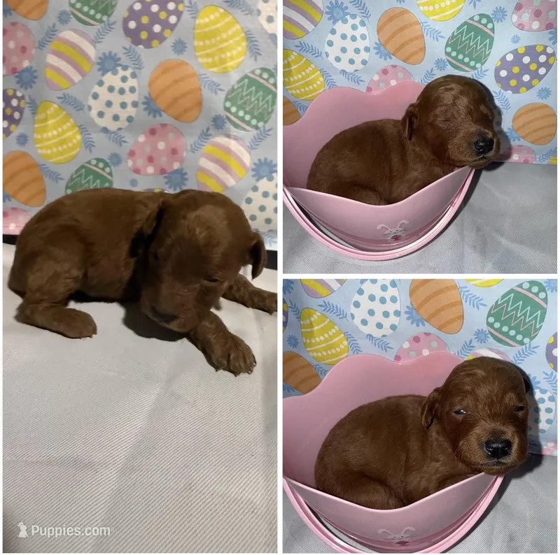 Mini Goldendoodle  – Goldendoodle puppy for sale in Gary, IN