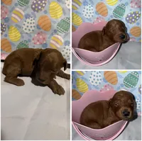 Mini Goldendoodle , a female Goldendoodle for sale in Gary, IN – Photo 1 of 4