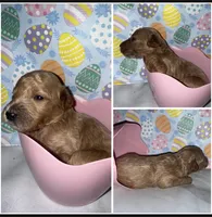 Mini Goldendoodle , a female Goldendoodle for sale in Gary, IN – Photo 2 of 4