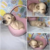 Mini Goldendoodle , a female Goldendoodle for sale in Gary, IN – Photo 4 of 4