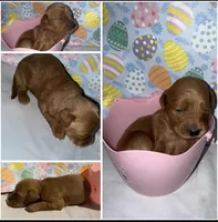 Mini Goldendoodle , a female Goldendoodle for sale in Gary, IN – Photo 3 of 4