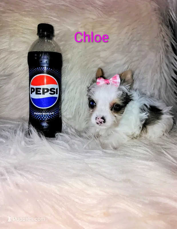 Chloe  – Yorkshire Terrier puppy for sale in Tool, TX