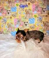 Cash, a male Yorkshire Terrier for sale in Tool, TX – 4 of 5