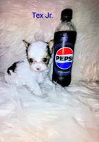 Tex Jr., a male Yorkshire Terrier for sale in Tool, TX – 4 of 5